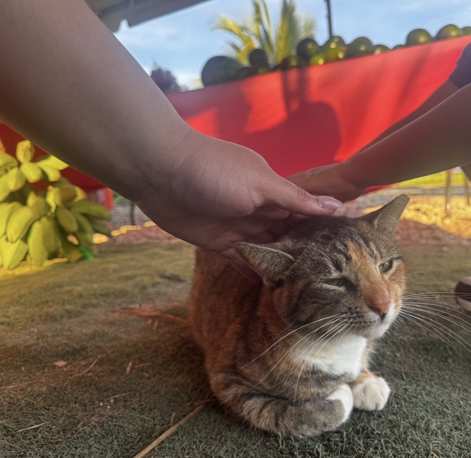Petting a vendor's cat, whose name is Linda.